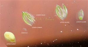  Parts of spikelet